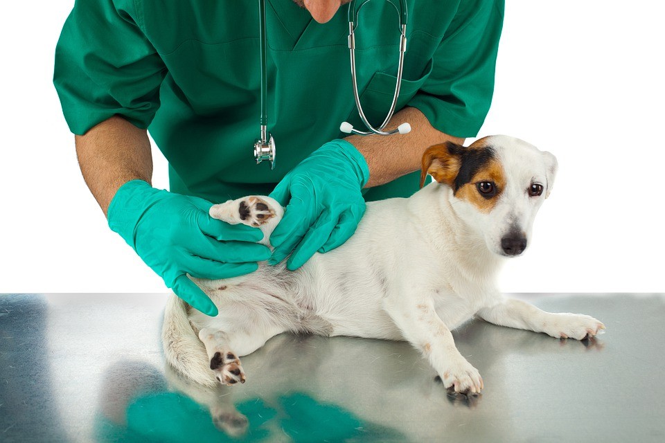 Signs Of Fleas To Look Out For